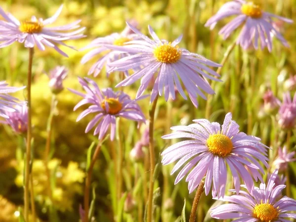 stock image Asters at dawn