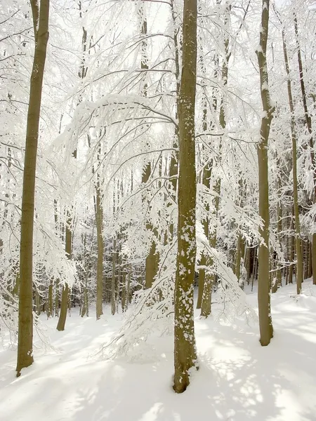 Bosque de haya soleado en invierno — Foto de Stock