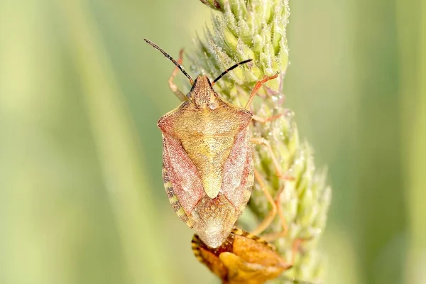 Bedbug — Stock Photo, Image