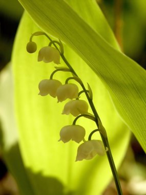 Lily of the valley clipart