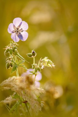 Wildflower at dawn clipart