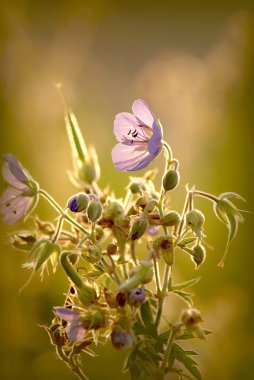 Wildflower at sunset clipart