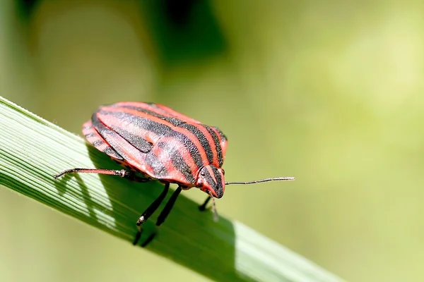 Bedbug — стокове фото