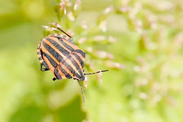 Bedbug — стокове фото