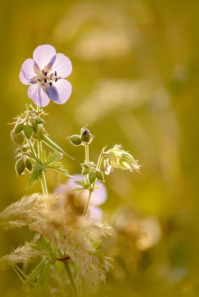 Wildflower i gryningen — Stockfoto