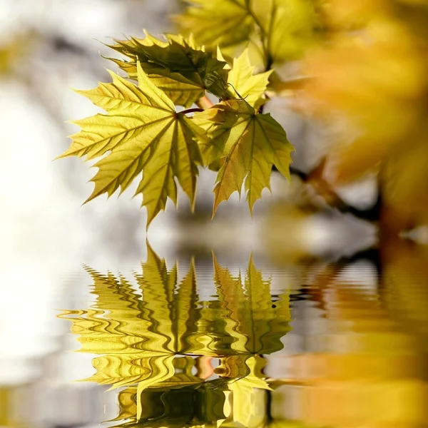 Maple leaves at dusk — Stock Photo, Image