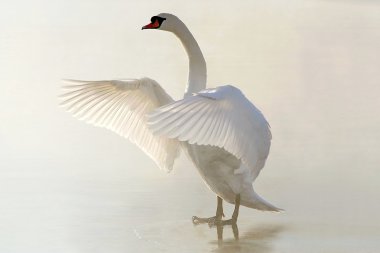 Swan on the frozen lake clipart