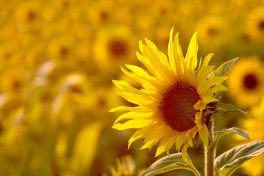 Sunflower at sunset clipart