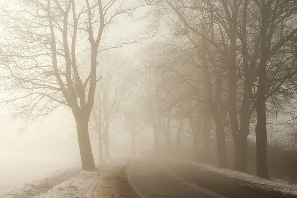 霧の田舎道 — ストック写真