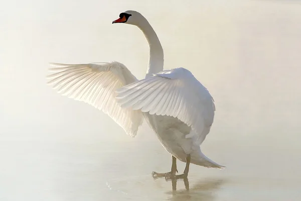 Лебедь на замерзшем озере — стоковое фото