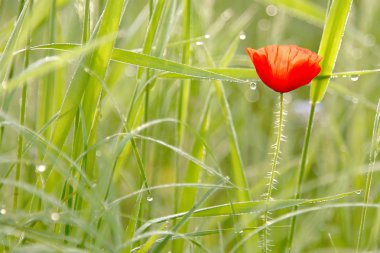 Spring poppy clipart