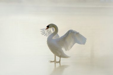 Swan on the frozen lake clipart