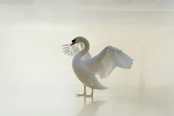 Cisne en el lago congelado — Foto de Stock