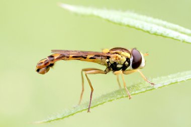 Close-up of hoverfly clipart