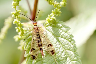 scorpionfly yaprak üzerinde