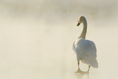 Swan at sunrise clipart