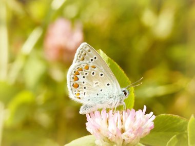 Butterfly on a pink flower clipart