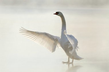 Swan on the frozen lake clipart