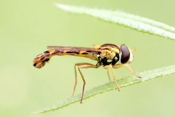 Μεγέθυνση του hoverfly — Φωτογραφία Αρχείου