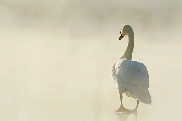 Cisne al amanecer — Foto de Stock