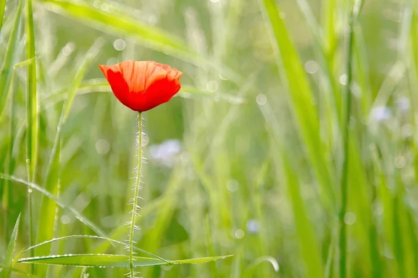 Spring poppy — Stock Photo, Image