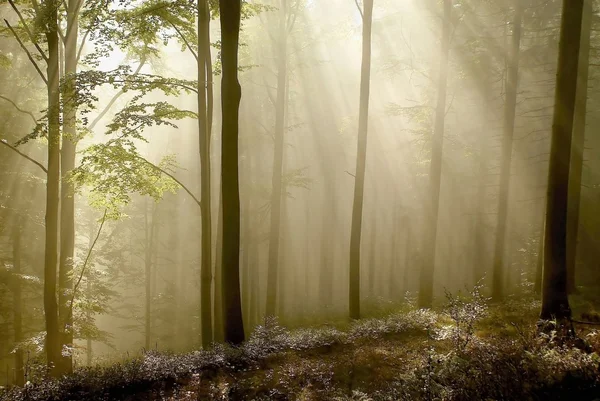 Φθινόπωρο δάσος ξημερώματα — Φωτογραφία Αρχείου