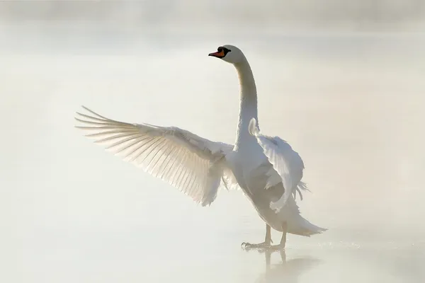 Cisne no lago congelado — Fotografia de Stock