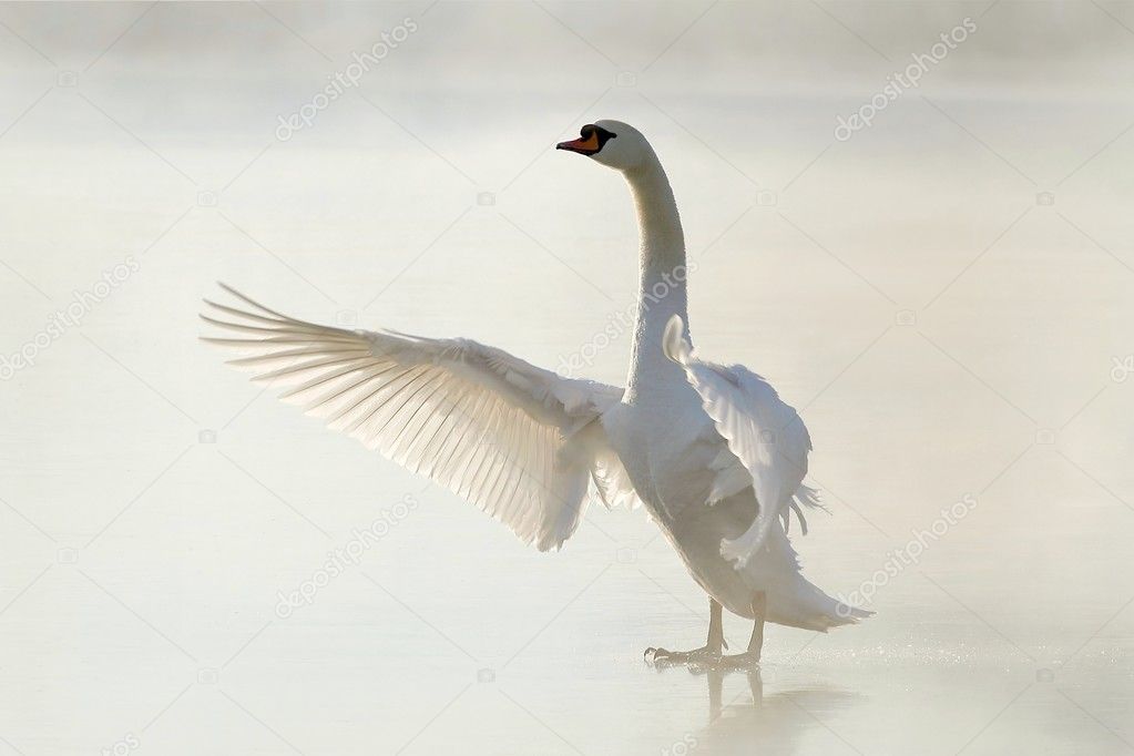 Swan on the frozen lake