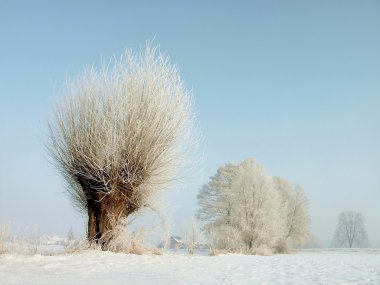 Kış willows