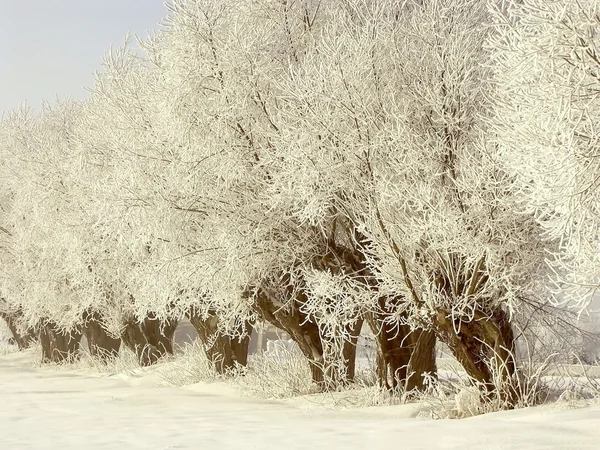 Vintern willows — Stockfoto
