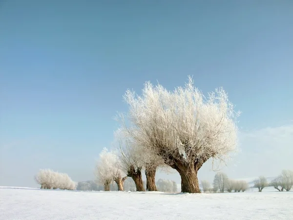 冬季柳树 — 图库照片