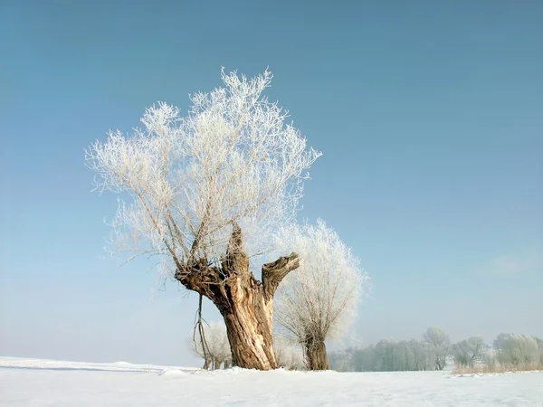 Salgueiros de inverno — Fotografia de Stock