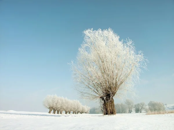 冬季柳树 — 图库照片