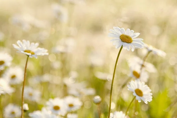 Daisies in the early morning — Stock Photo, Image