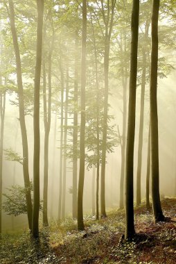 Misty autumn forest in the morning clipart