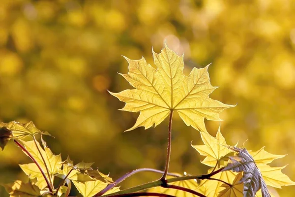 Spring maple leaves at sunset — Stock Photo, Image