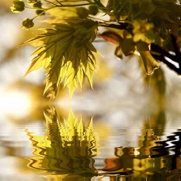 Jarní Javorové listy při západu slunce — Stock fotografie