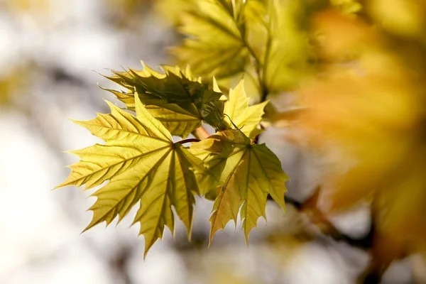 Spring maple leaves at sunset — Stock Photo, Image