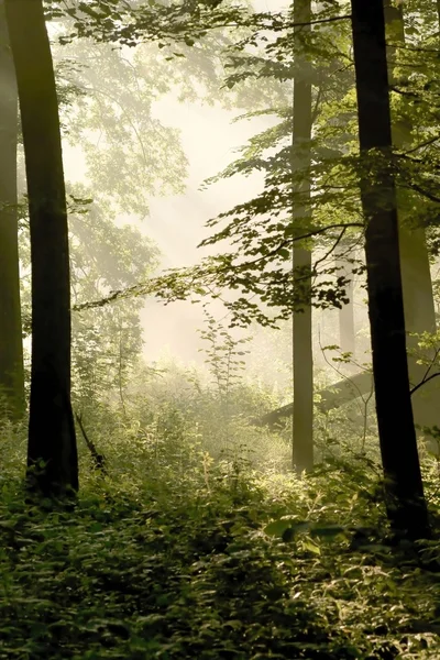 Ηλιαχτίδες που πέφτει στο δάσος άνοιξη — Φωτογραφία Αρχείου