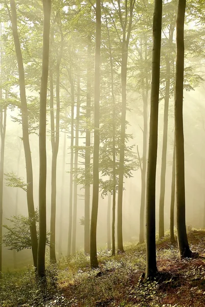 Nebbia foresta autunnale al mattino — Foto Stock