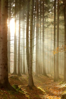 Coniferous forest at sunrise clipart