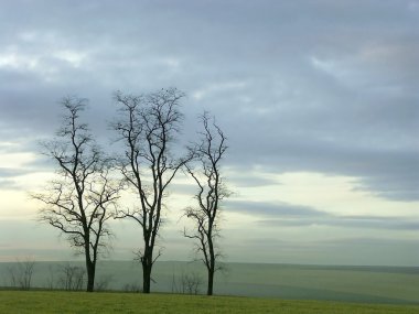 Trees at dusk clipart