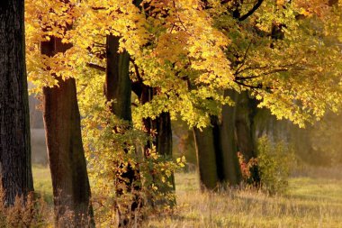 Autumn maple trees at dusk clipart