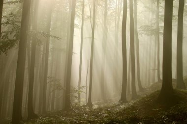 Sunbeams falls into misty woods clipart