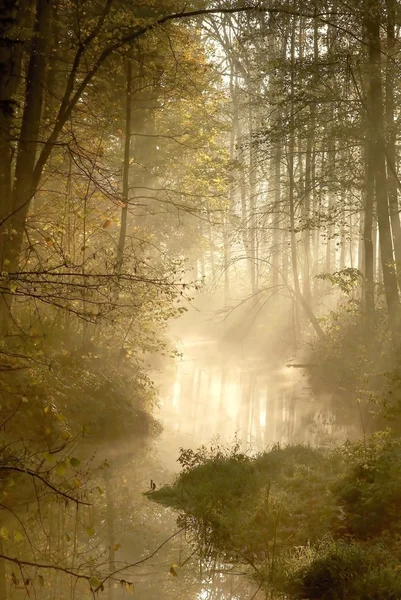 Solljuset faller in i dimmiga skog — Stockfoto