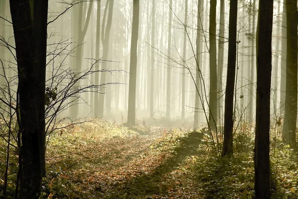 Таинственный лес на рассвете — стоковое фото