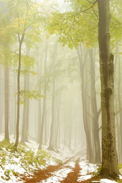 Sentiero nella foresta di faggi nebbiosi — Foto Stock
