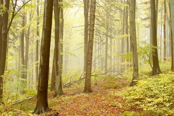 Bosque de otoño en una reserva natural —  Fotos de Stock