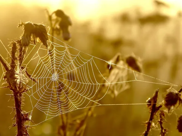 Cobweb at dawn — Stock Photo, Image