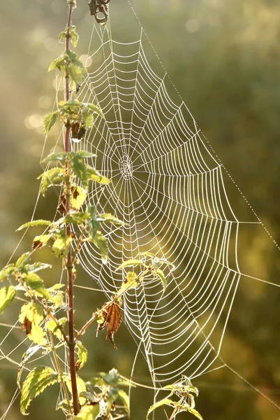 Spinnweben im Morgengrauen — Stockfoto